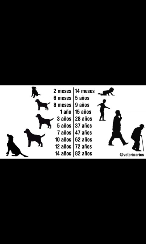 La edad de los perros comparado con las de  los humanos - meme