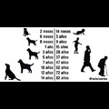 La edad de los perros comparado con las de  los humanos