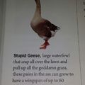 Stupid geese