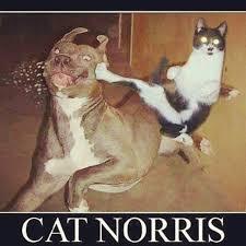 Cat norris - meme