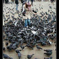 Lección: No alimentes a las palomas asesinas