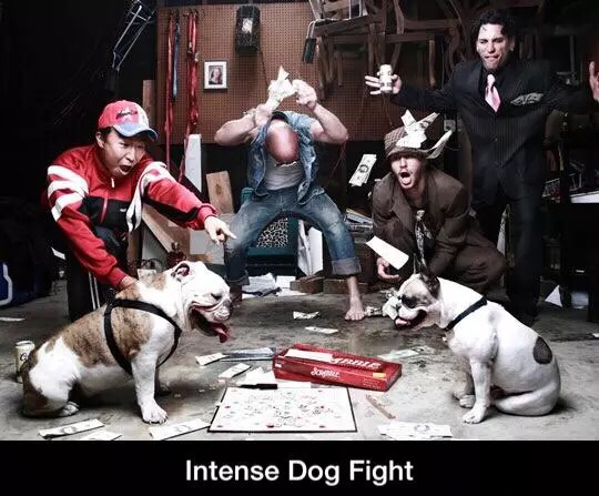 Dog fight - meme