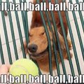 Ball ball ball