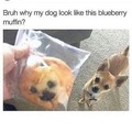 5th comment is a muffin