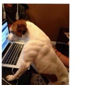 this dog is more buff than me... :c