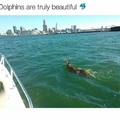 I like dolphins