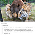 Lions, and tigers, and bears! Oh my!