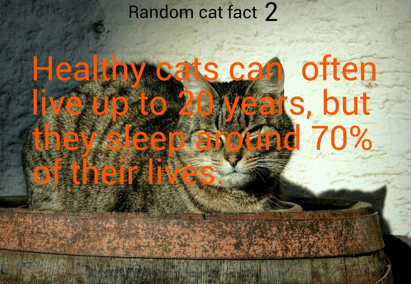 Cat fact 2 - meme