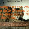 Cat fact 2