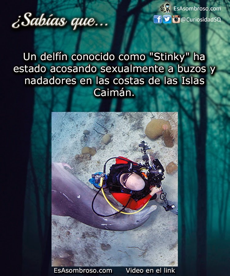 ¿Sabias Que?... - meme
