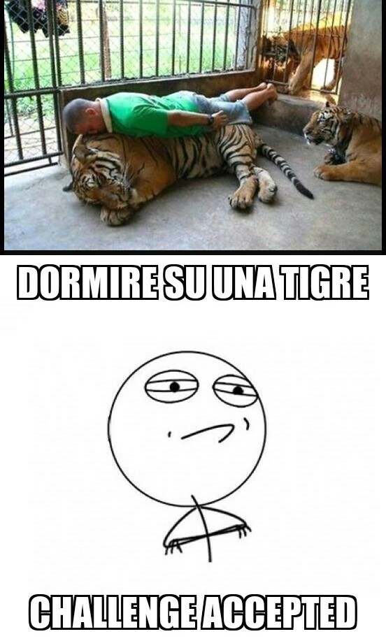 Adoro dormire sulle tigri - meme