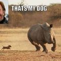 8fact: Weenie dogs were actually bred to herd rhinos