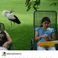 Bird vs child