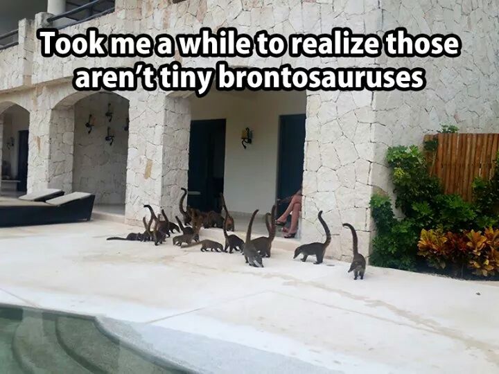 I need a tiny stegosaurus. What tiny dinosaur do you want? - meme