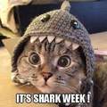 It's finally shark week