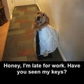 working dog