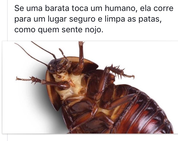 credo, humanos - meme