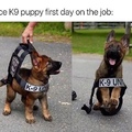 little dog is now a cop