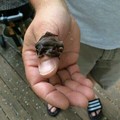 commented item thumbnail