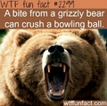 grizzlu bear