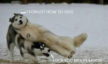 Moon Moon forgot how to dog - meme