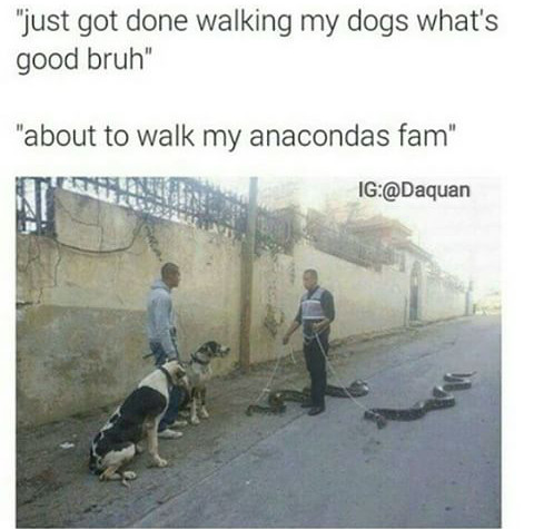 My anacondas - meme