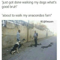 My anacondas