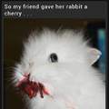 Bunny needs sacrifices
