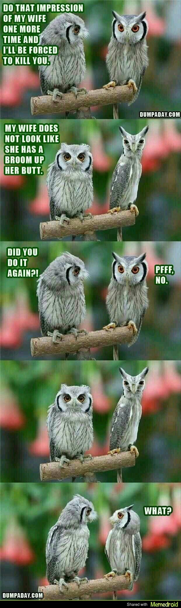 Owl - meme