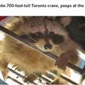 This raccoon is going somewhere in life