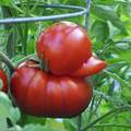 Daffy duck tomate