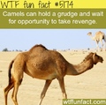 never cross a camel