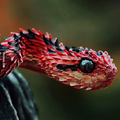 One of the most beautiful snakes, a hairy bush-viper