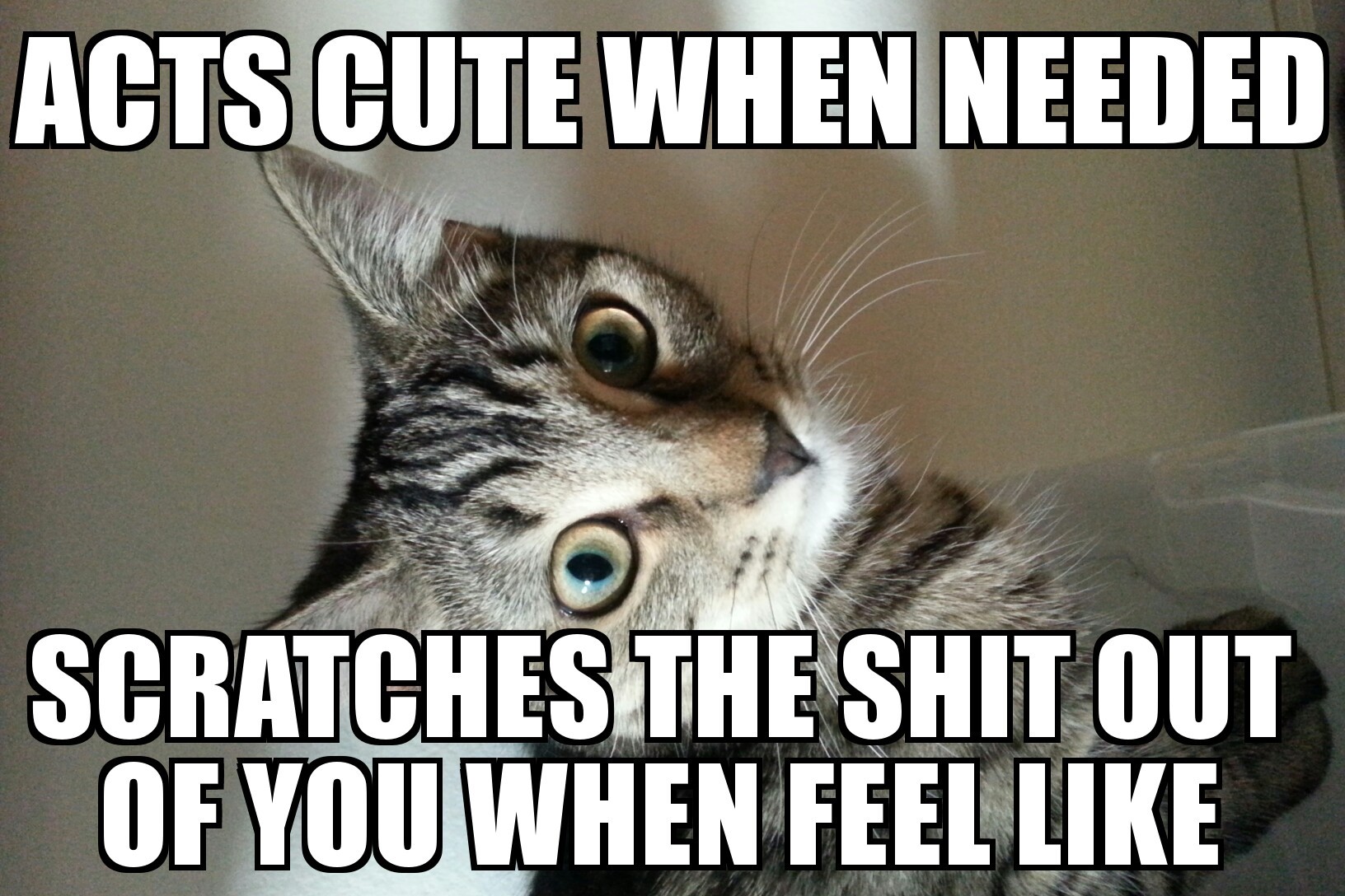 Cats are the best trolls - meme