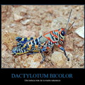 Dactylotum bicolor