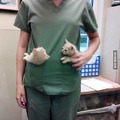 perks of being a vet