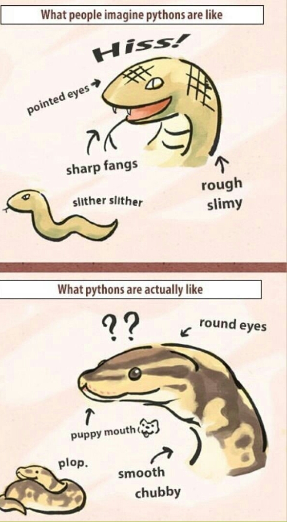 Pythons are cute - meme