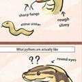 Pythons are cute