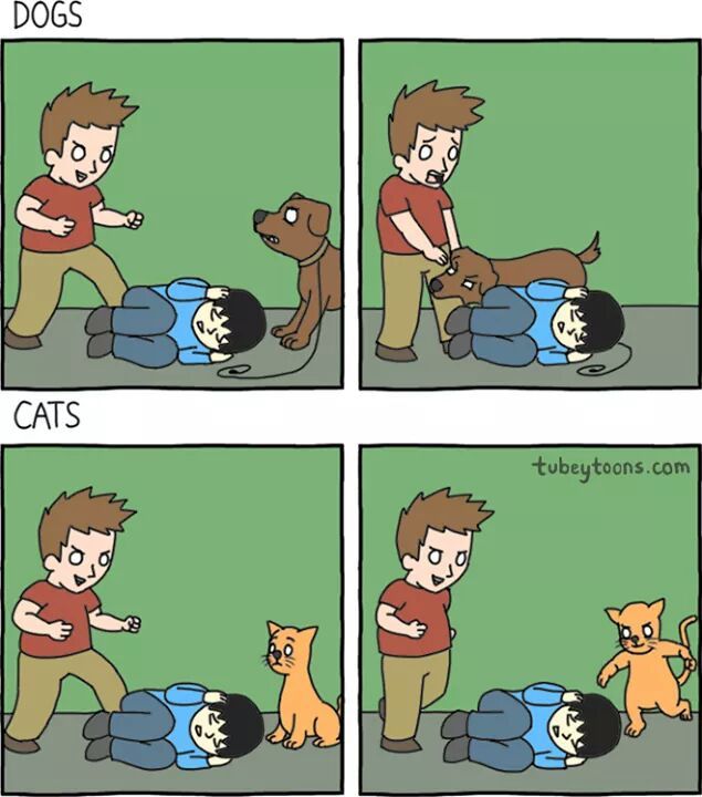 gatos são malvados - meme