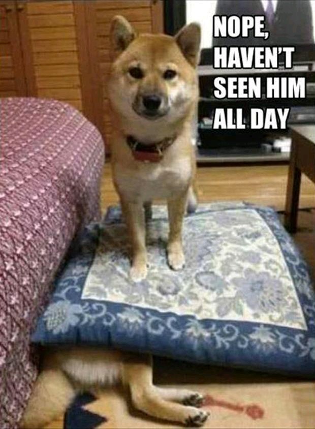 What dog? I dont see any dog!  - meme