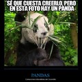 Ese panda
