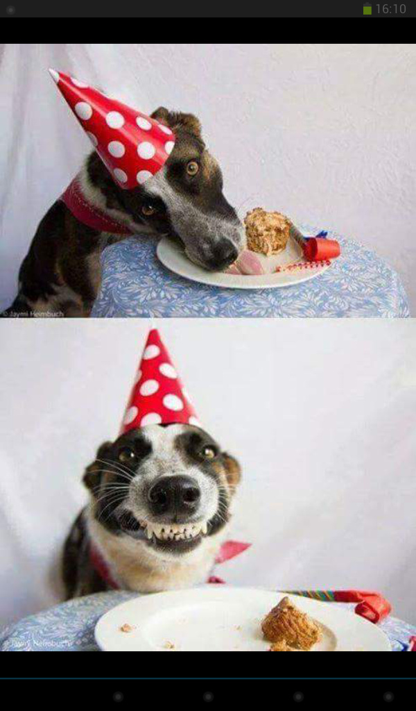 Quand tu donnes du gâteau au chien - meme