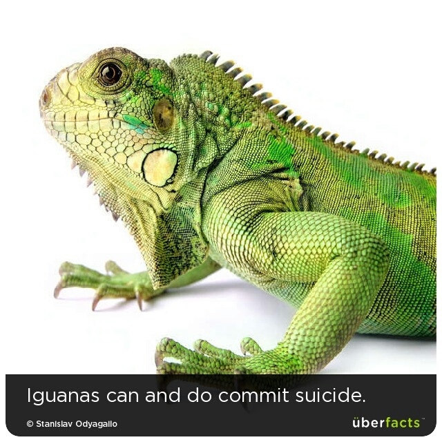 save the iguanas - meme