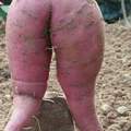 Une potato normal en Afrique<esprit pervers sort de ce corp >