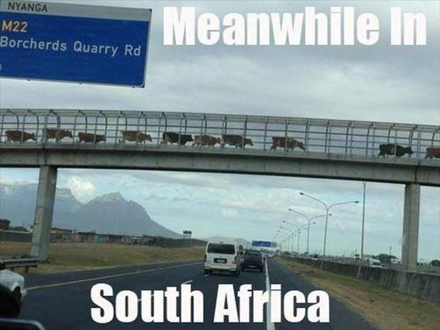 Cow bridge very commen on your way to Johannesburg - meme