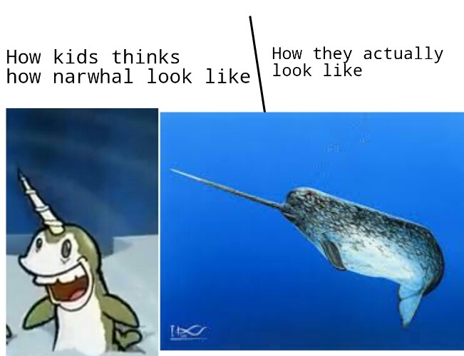 Narwhales - meme