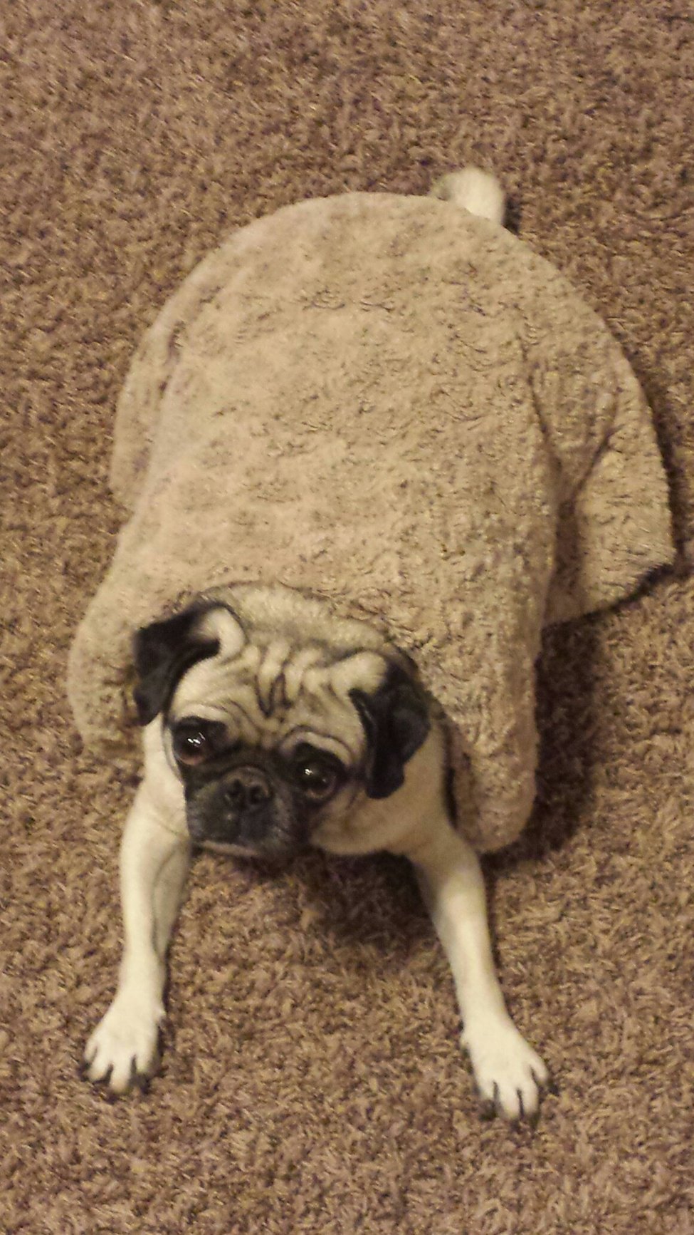 Pug in a blanket - meme