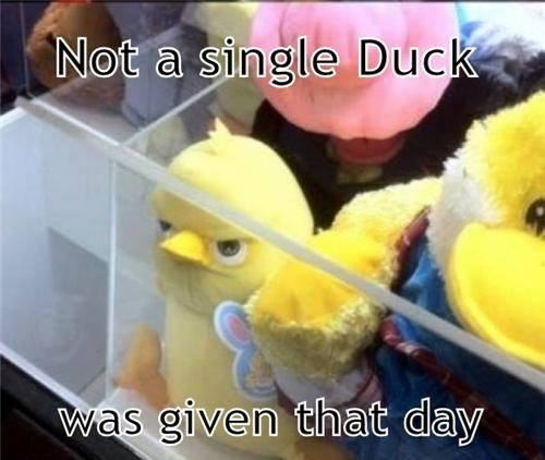 Not even a single duck.. - meme