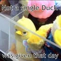Not even a single duck..
