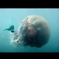 La plus grosse méduse du monde sans trucage